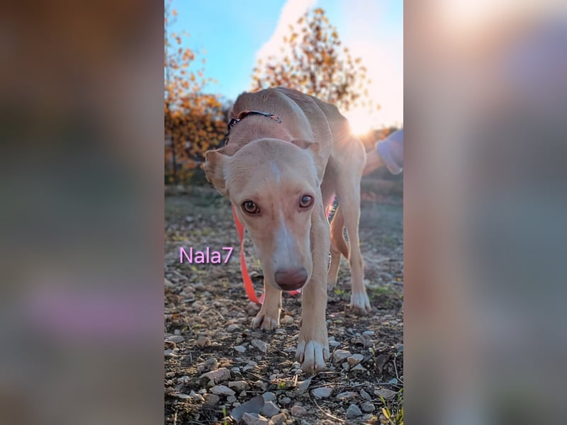 Nala7 geb. 11/2024 (ESP) - fröhliche und verschmuste Podenco Maus sucht ihre eigene Familie!