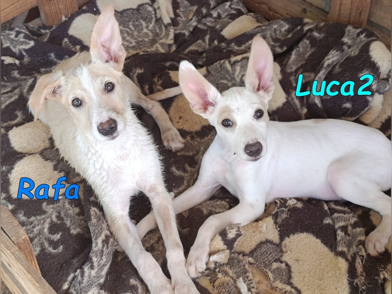 Luca2 geb. 01/2026 (ESP) - wunderschöner Podencojunge sucht dringend einen Platz!