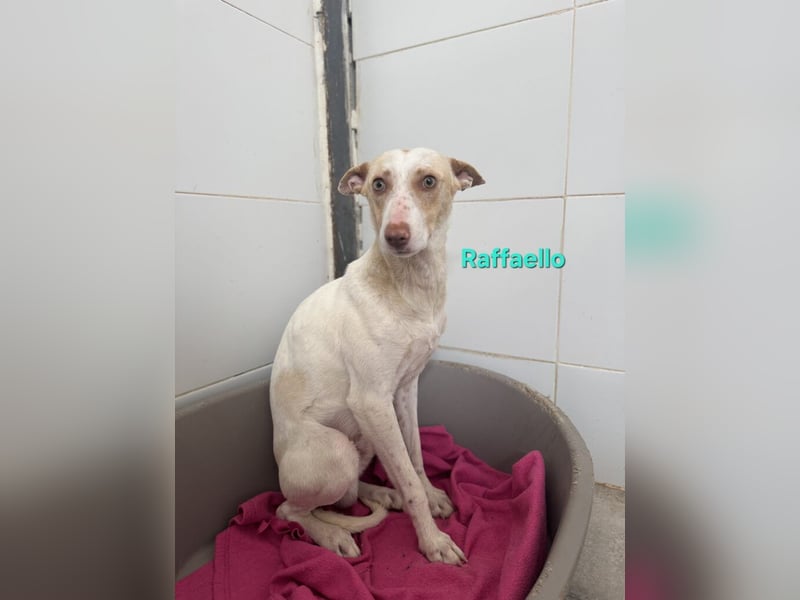 Raffaello geb. 02/2024 (ESP) - feiner, sensibler Podenco sucht sein Körbchen!