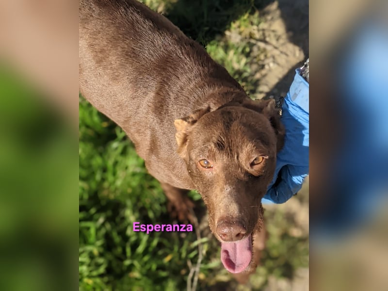 Esperanza geb. 10/2023 (ESP) - schokobraune Schönheit sucht liebevolles Zuhause