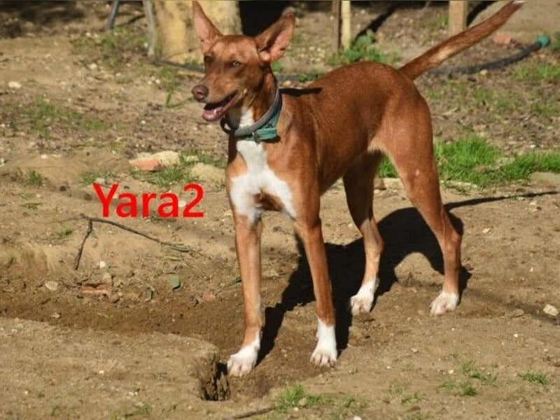 Yara2 geb. 05/2025 (ESP) - verspielte, wunderschöne Podenca sucht ihr Zuhause!