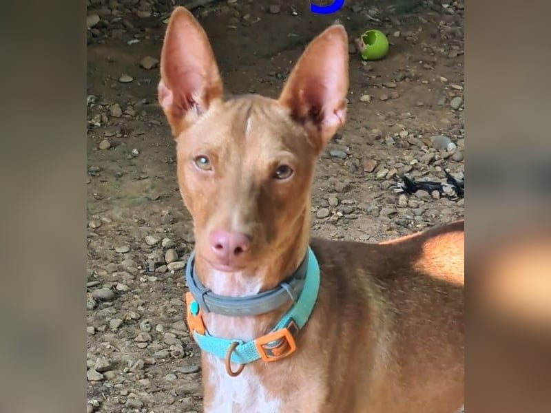 Mango geb. 07/2024 (ESP) - neugieriger und fröhlicher, tapferer Podenco!