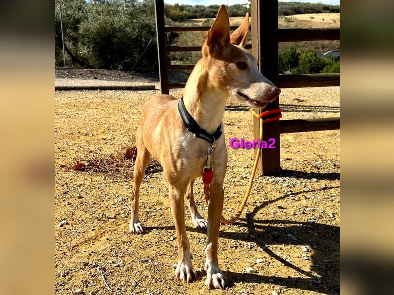 Gloria2 geb. 05/2023 (ESP) - liebe und intelligente Podenca wünscht sich ein liebevolles Zuhause!