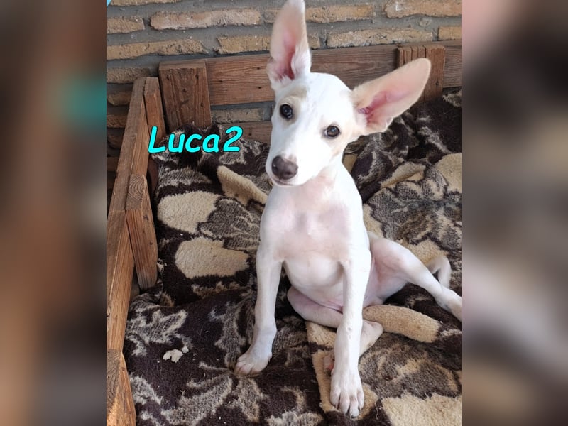 Luca2 geb. 01/2026 (ESP) - wunderschöner Podencojunge sucht dringend einen Platz!