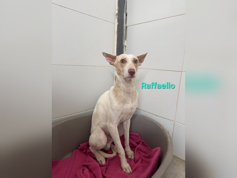 Raffaello geb. 02/2024 (ESP) - feiner, sensibler Podenco sucht sein Körbchen!