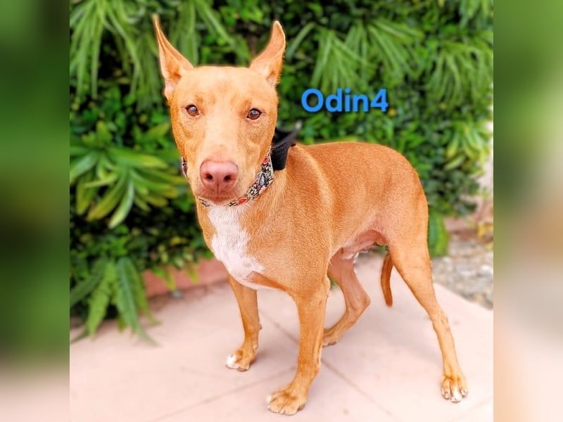 Odin4 geb. 01/2024 (ESP) - liebenswerter, edler und sanfter Podenco!