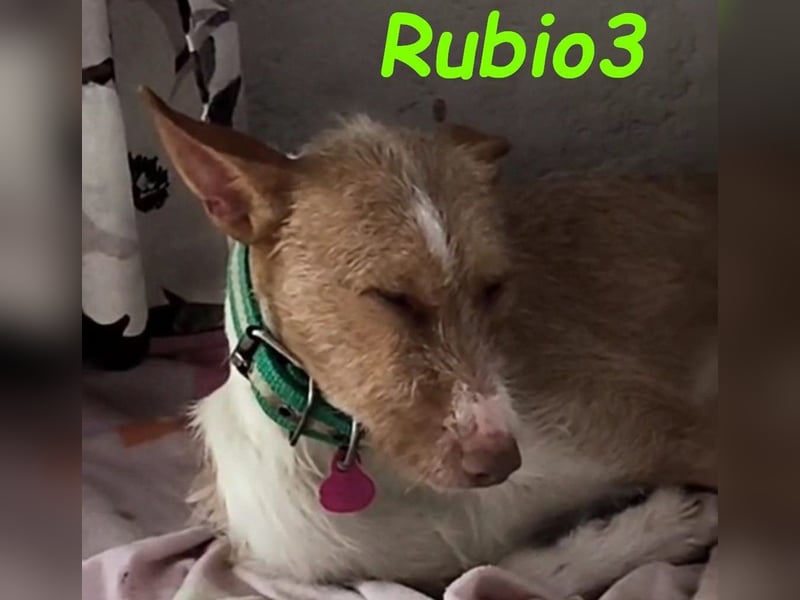 Rubio3 geb. 12/2024 (ESP) - freundlicher, kleiner Podenco-Rüde sucht sein Körbchen!