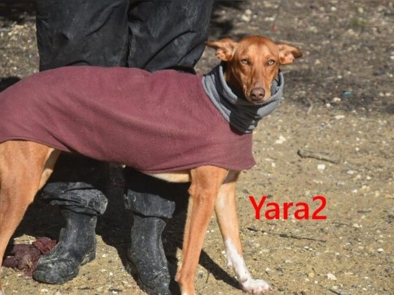 Yara2 geb. 05/2025 (ESP) - verspielte, wunderschöne Podenca sucht ihr Zuhause!