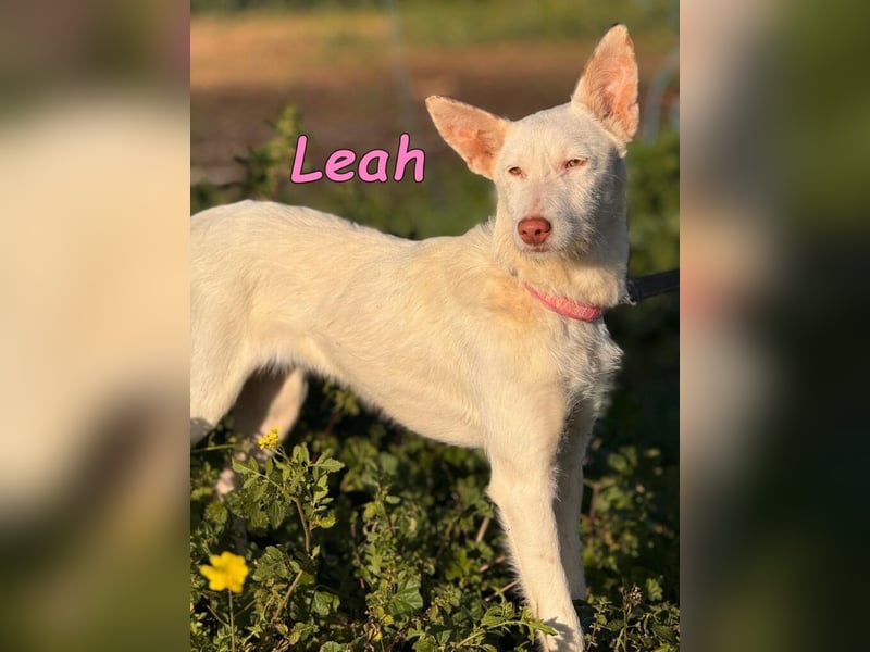 Leah geb. 07/2025 (ESP) - unkompliziert und wahnsinnig süß!