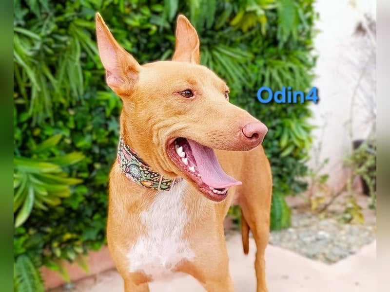 Odin4 geb. 01/2024 (ESP) - liebenswerter, edler und sanfter Podenco!