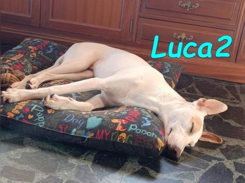 Luca2 geb. 01/2026 (ESP) - wunderschöner Podencojunge sucht dringend einen Platz!