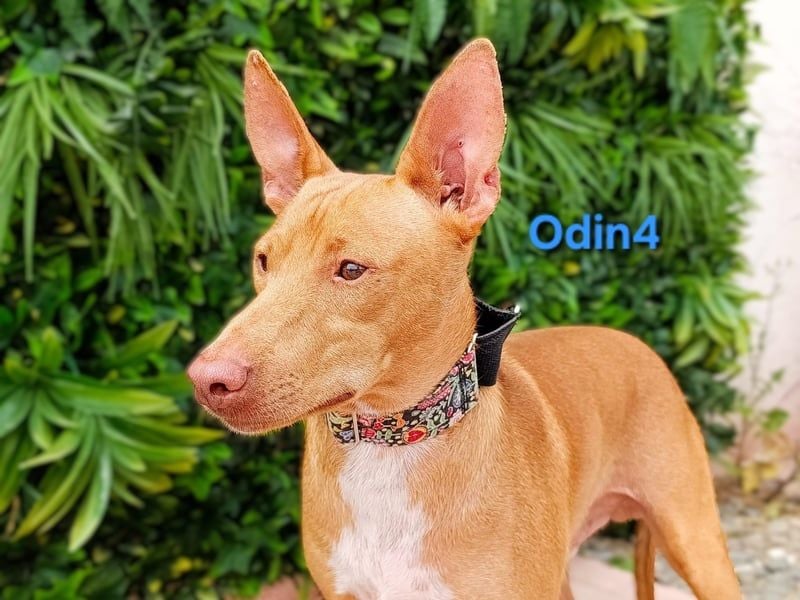 Odin4 geb. 01/2024 (ESP) - liebenswerter, edler und sanfter Podenco!