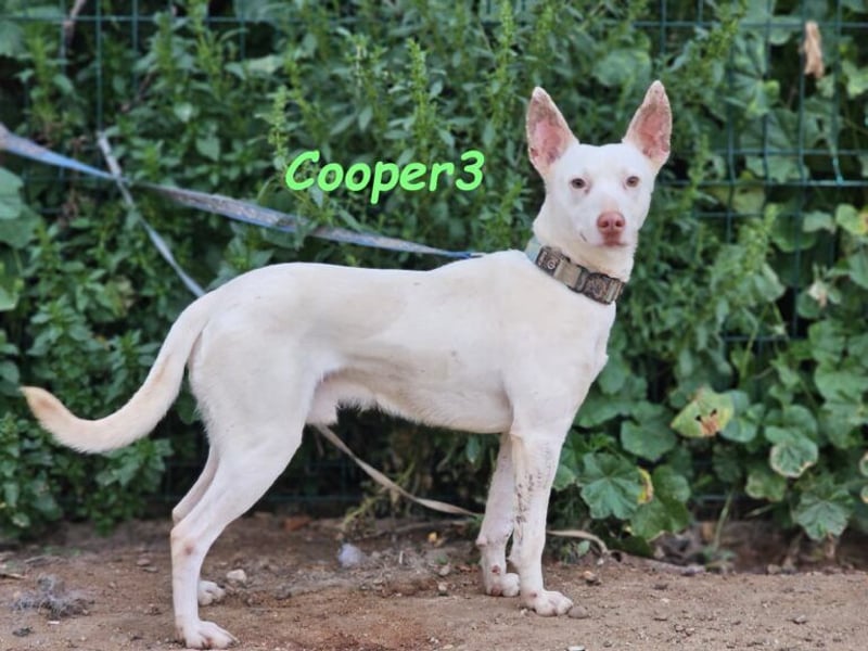 Cooper3 geb. 03/2022 (ESP) - lieber, aktiver und anhänglicher Podenco-Bub sucht ein Zuhause!