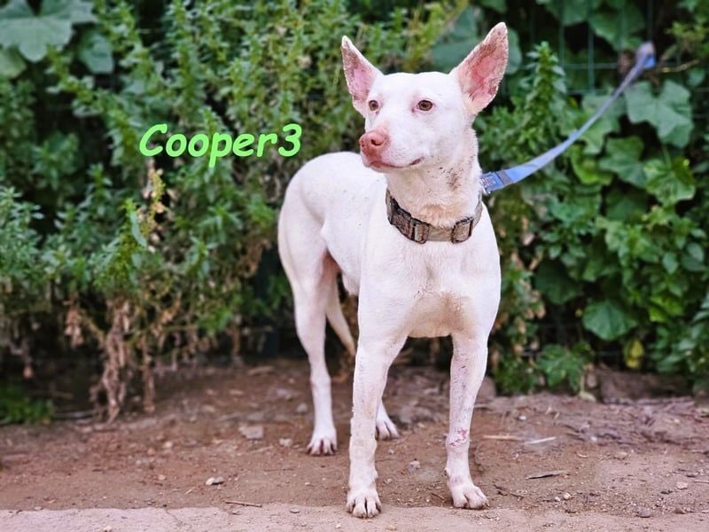 Cooper3 geb. 03/2022 (ESP) - lieber, aktiver Podenco der Kinder liebt!