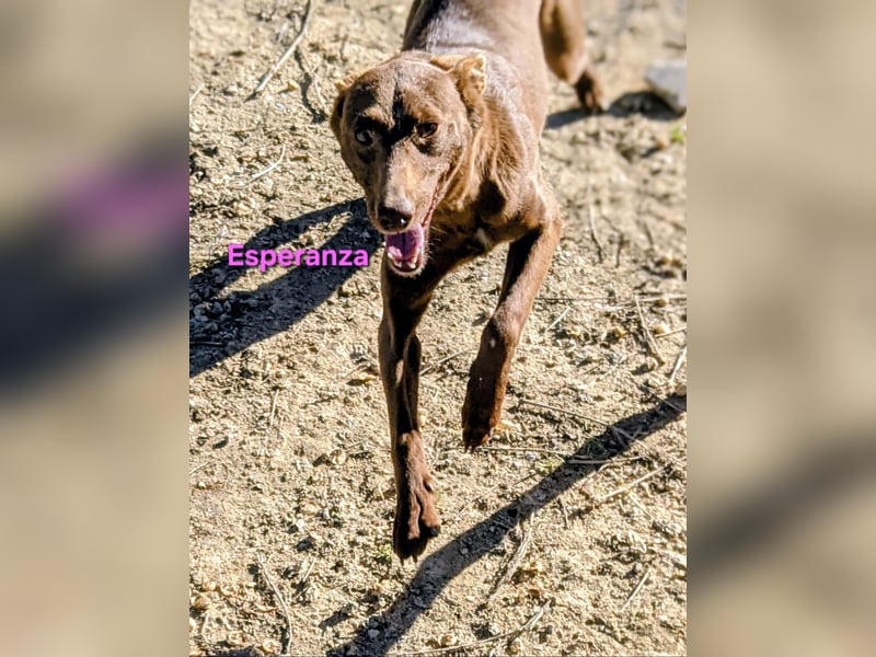 Esperanza geb. 10/2023 (ESP) - menschenbezogene und liebevolle kleine Podenca wartet auf Dich!