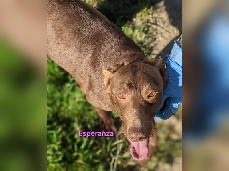 Esperanza geb. 10/2023 (ESP) - schokobraune Schönheit sucht liebevolles Zuhause