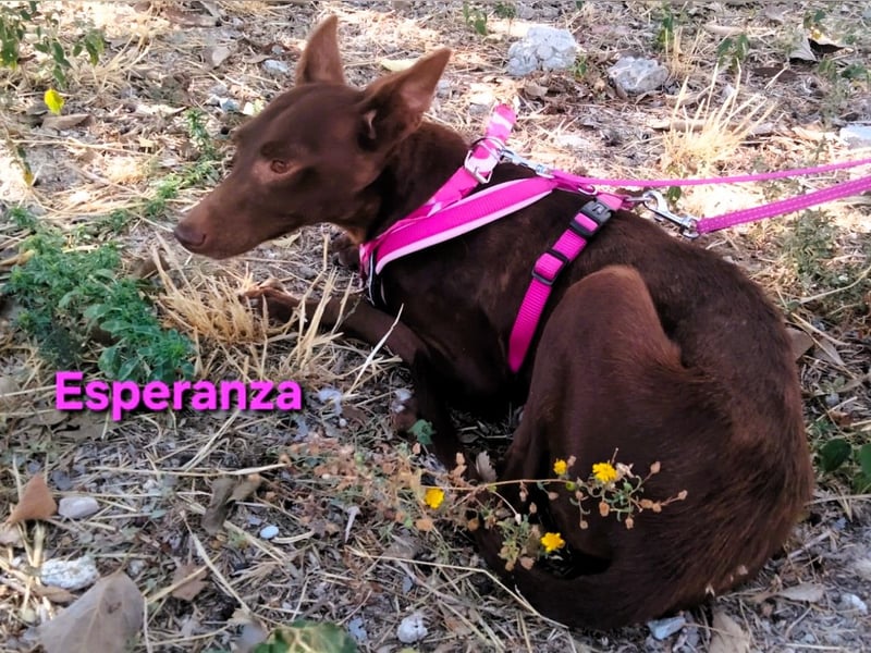 Esperanza geb. 10/2023 (ESP) - menschenbezogene und liebevolle kleine Podenca wartet auf Dich!