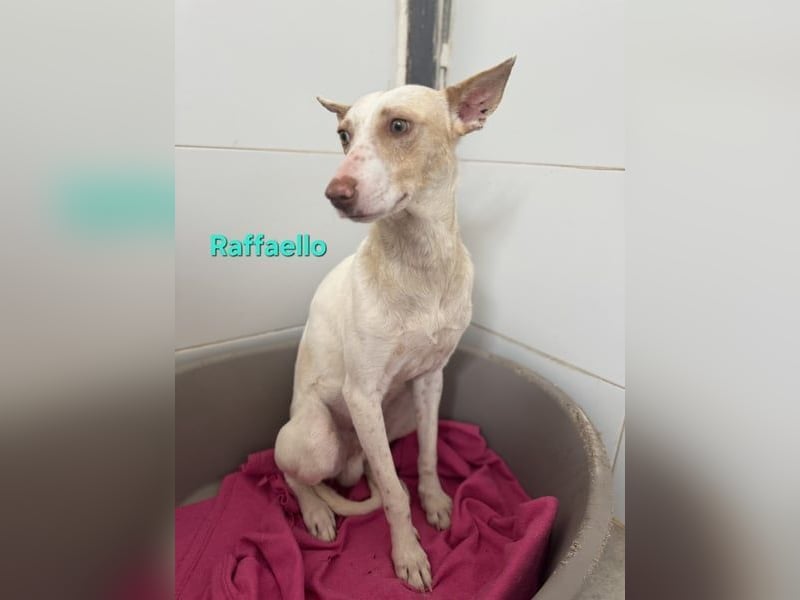Raffaello geb. 02/2024 (ESP) - feiner, sensibler Podenco sucht sein Körbchen!