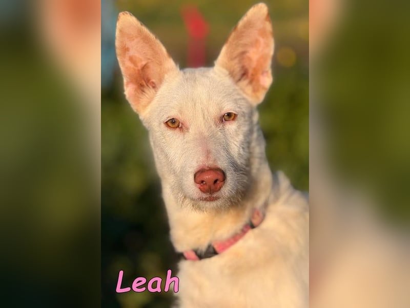 Leah geb. 07/2025 (ESP) - unkompliziert und wahnsinnig süß!