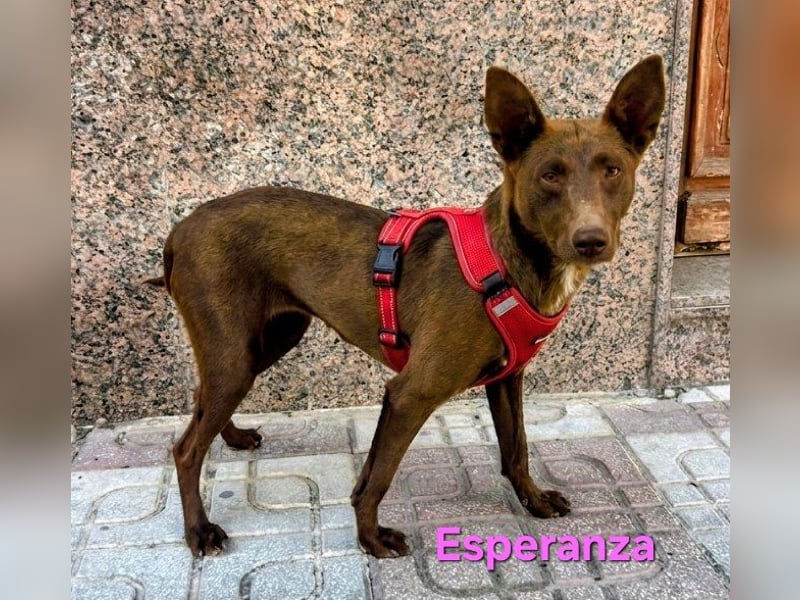 Esperanza geb. 10/2023 (ESP) - schokobraune Schönheit sucht liebevolles Zuhause