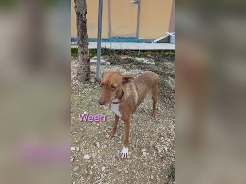 Ween geb. 10/2023 (ESP) - verschmuste und fröhliche Podenco Hündin sucht ihr Für-immer-Zuhause!