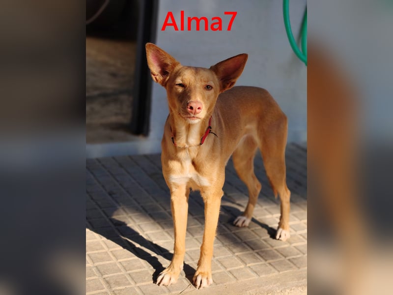Alma7 geb. 06/2024 (ESP) - sanfte und sehr liebe Podenca!