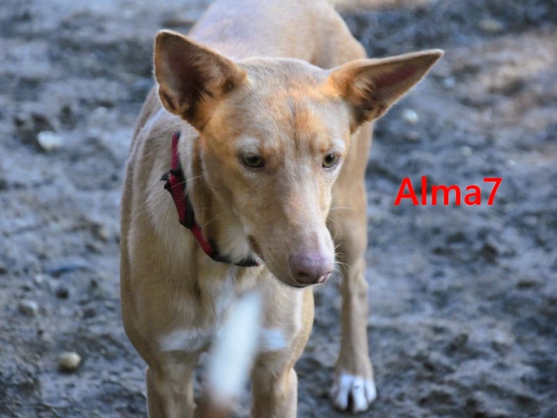 Alma7 geb. 06/2024 (ESP) - sanfte und sehr liebe Podenca!