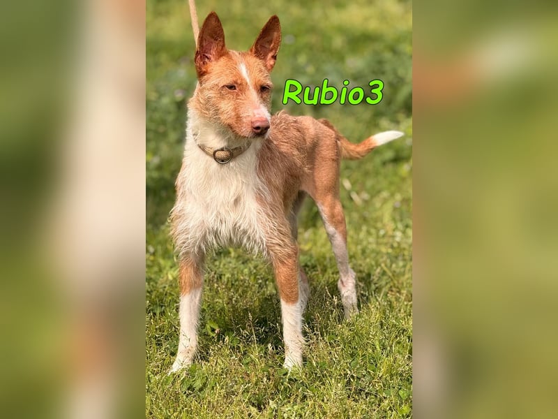 Rubio3 geb. 12/2024 (ESP) - freundlicher, kleiner Podenco-Rüde sucht sein Körbchen!