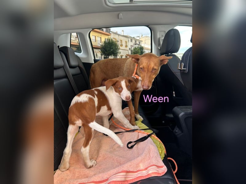 Ween geb. 10/2023 (ESP) - verschmuste und fröhliche Podenco Hündin sucht ihr Für-immer-Zuhause!