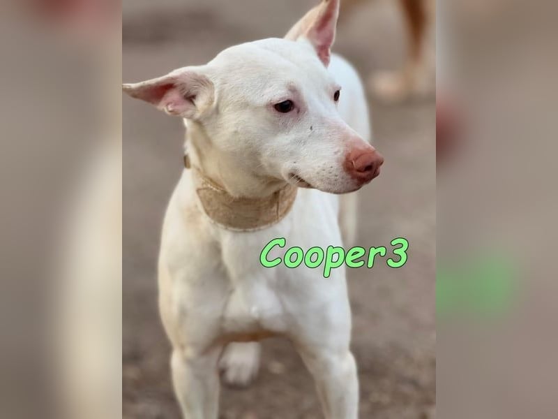 Cooper3 geb. 03/2022 (ESP) - lieber, aktiver Podenco der Kinder liebt!