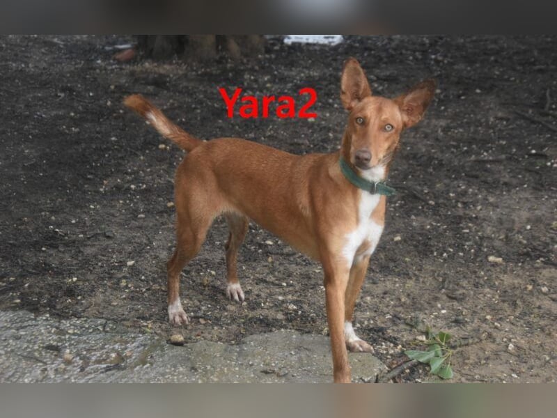 Yara2 geb. 05/2025 (ESP) - verspielte, wunderschöne Podenca sucht ihr Zuhause!
