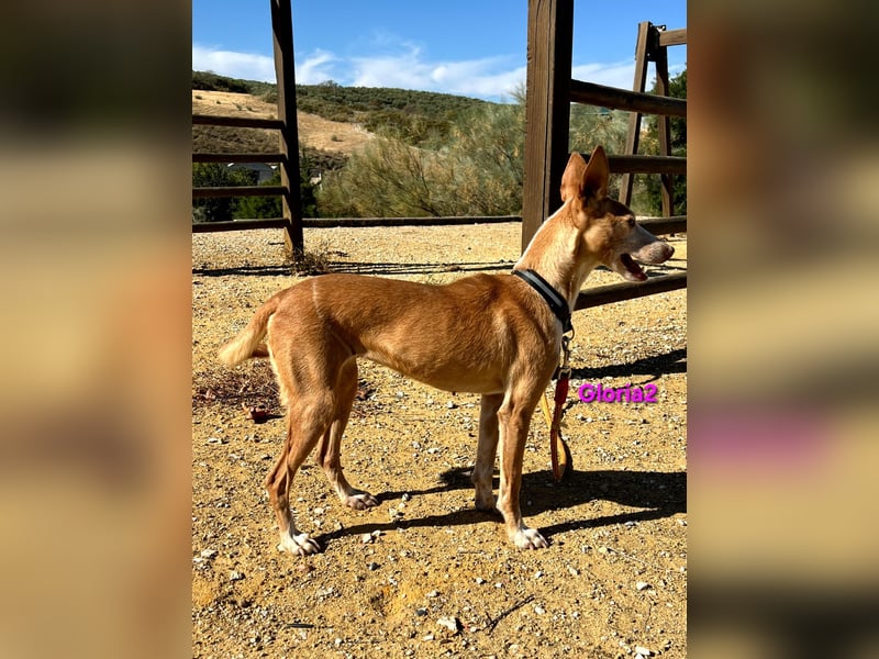 Gloria2 geb. 05/2023 (ESP) - liebe und intelligente Podenca wünscht sich ein liebevolles Zuhause!