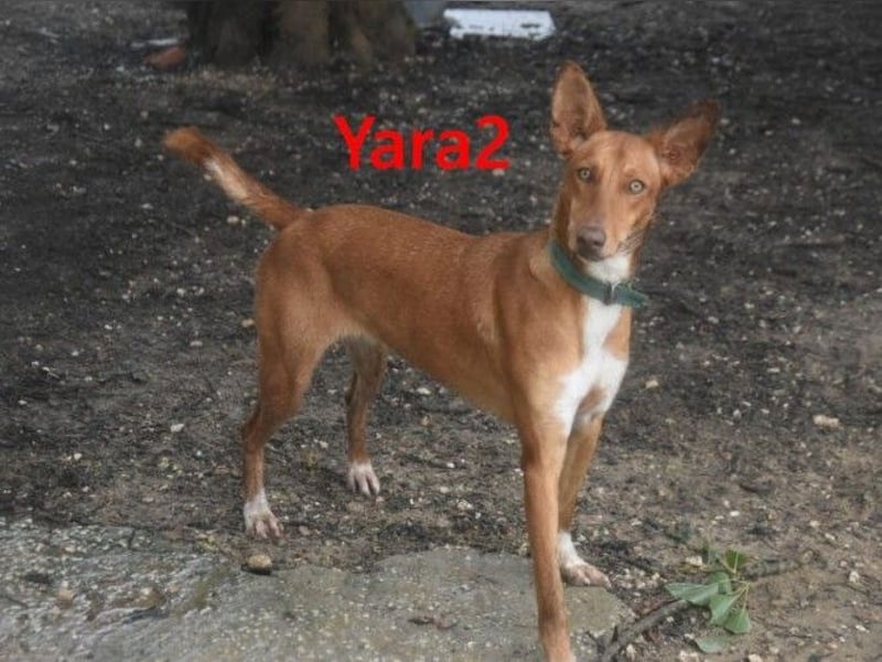 Yara2 geb. 05/2025 (ESP) - verspielte, wunderschöne Podenca sucht ihr Zuhause!