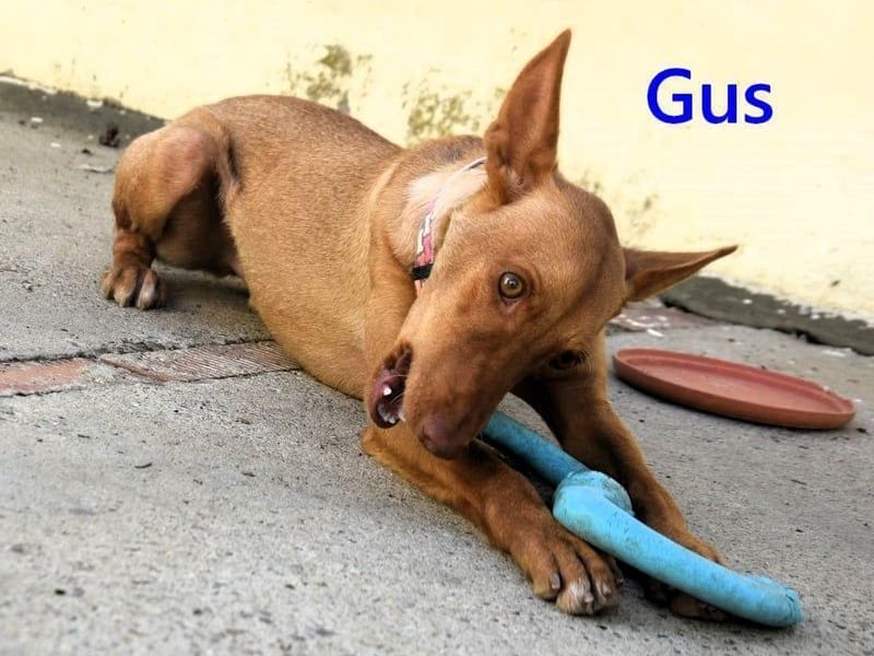 Gus geb. 01/2025 (ESP) - verspielter, fröhlicher und verschmuster, junger Podenco!