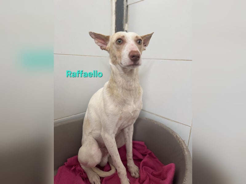 Raffaello geb. 02/2024 (ESP) - feiner, sensibler Podenco sucht sein Körbchen!