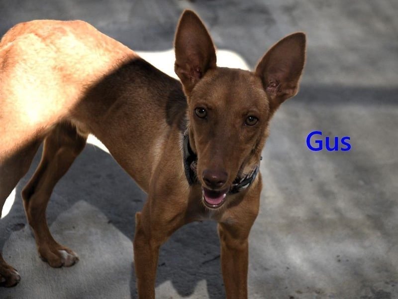 Gus geb. 01/2025 (ESP) - verspielter, fröhlicher und verschmuster, junger Podenco!