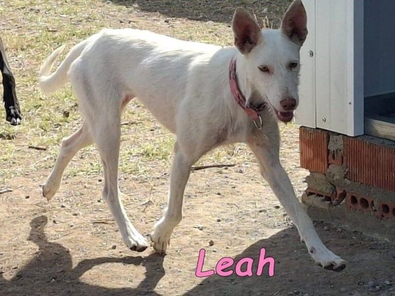 Leah geb. 07/2025 (ESP) - unkompliziert und wahnsinnig süß!