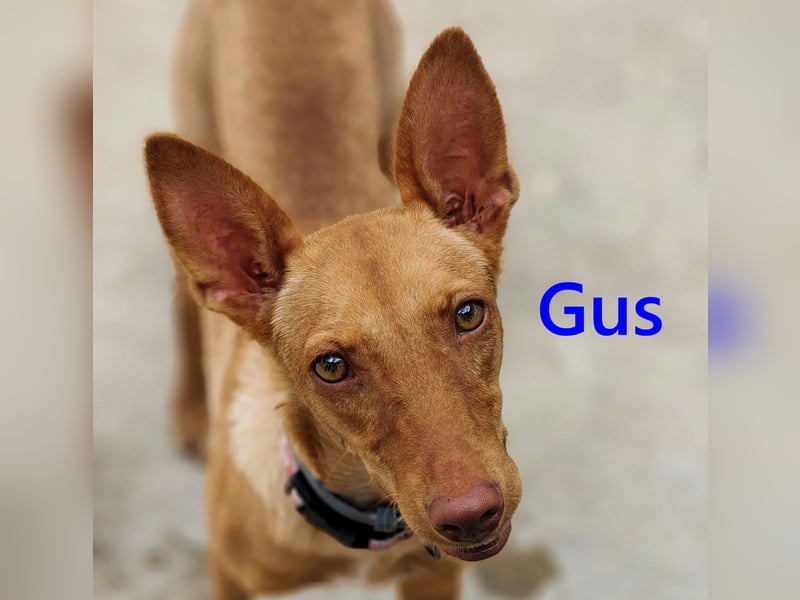 Gus geb. 01/2025 (ESP) - verspielter, fröhlicher und verschmuster, junger Podenco!