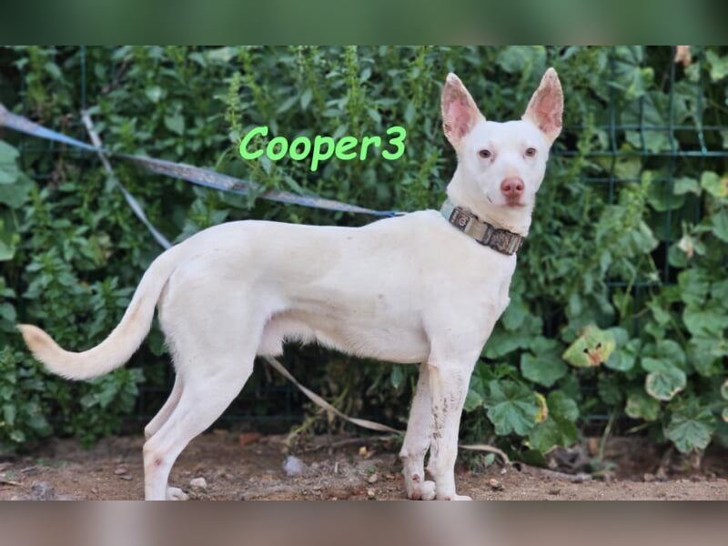 Cooper3 geb. 03/2022 (ESP) - lieber, aktiver und anhänglicher Podenco-Bub sucht ein Zuhause!