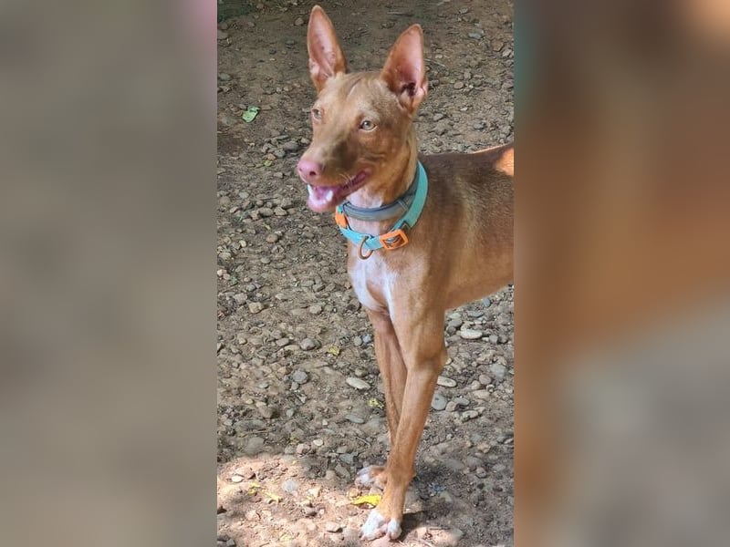 Mango geb. 07/2024 (ESP) - neugieriger und fröhlicher, tapferer Podenco!