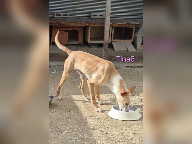 Tina6 geb. 09/2023 (ESP) - aktive, fröhliche, edle und sehr liebe Podenca sucht ein Zuhause!