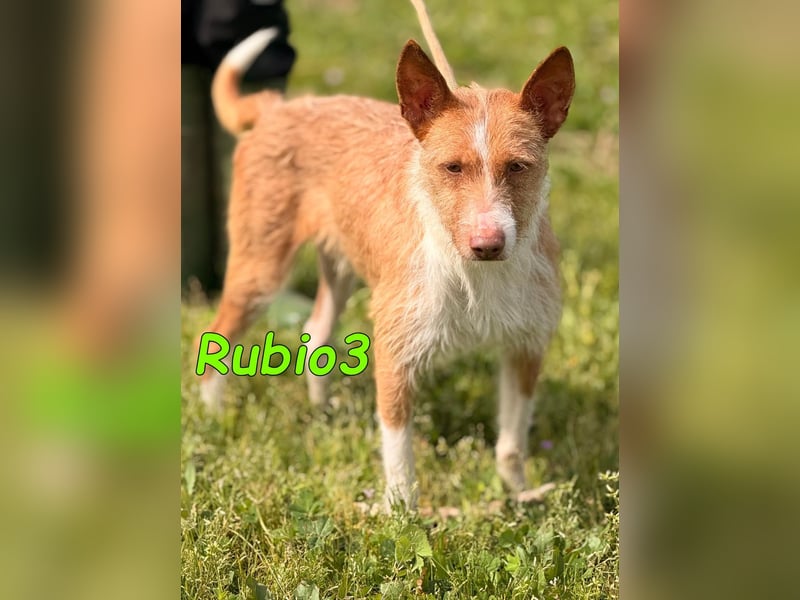 Rubio3 geb. 12/2024 (ESP) - freundlicher, kleiner Podenco-Rüde sucht sein Körbchen!