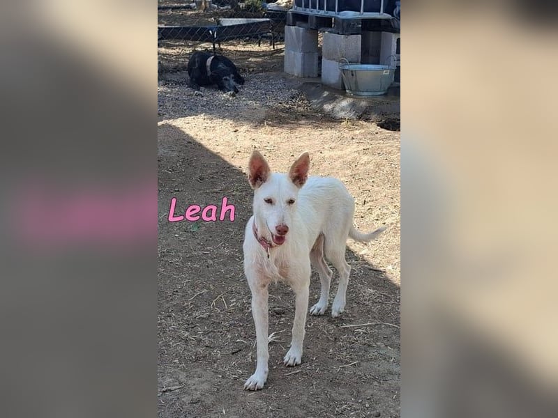 Leah geb. 07/2025 (ESP) - unkompliziert und wahnsinnig süß!