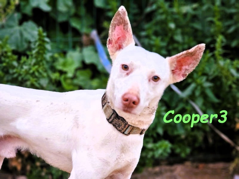 Cooper3 geb. 03/2022 (ESP) - lieber, aktiver und anhänglicher Podenco-Bub sucht ein Zuhause!