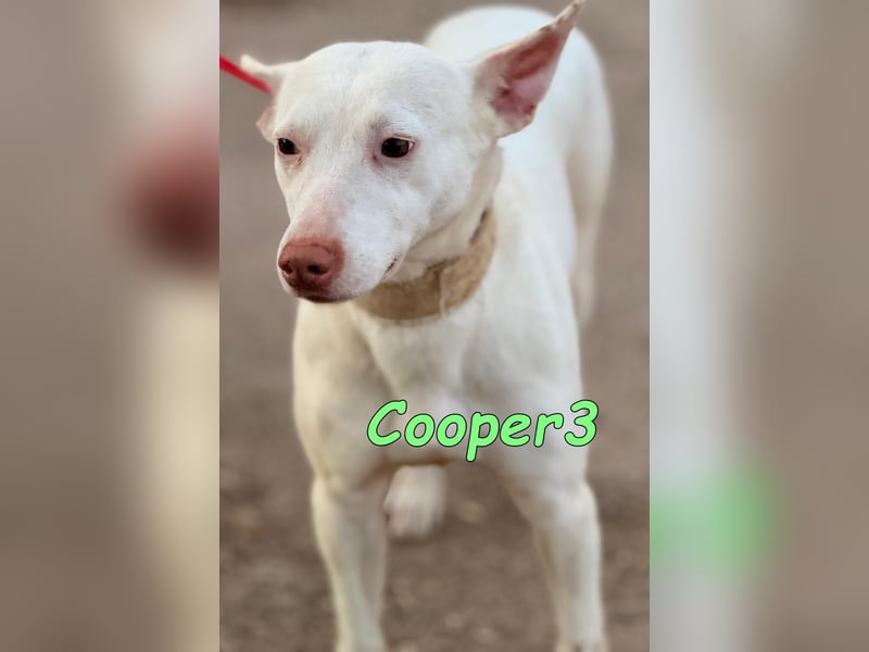 Cooper3 geb. 03/2022 (ESP) - lieber, aktiver und anhänglicher Podenco-Bub sucht ein Zuhause!