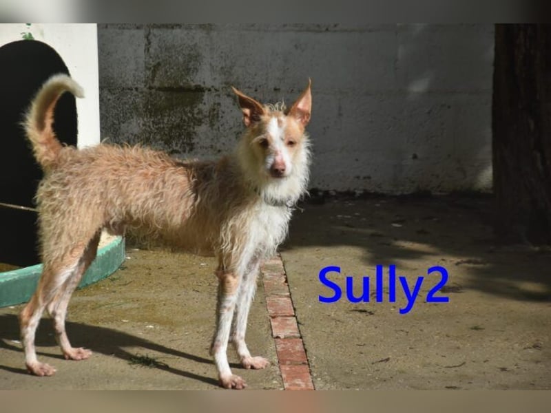 Sully2 geb. 02/2025 (ESP) - süßer Podenco-Rüde sucht dringend ein ruhiges + liebevolles Zuhause!