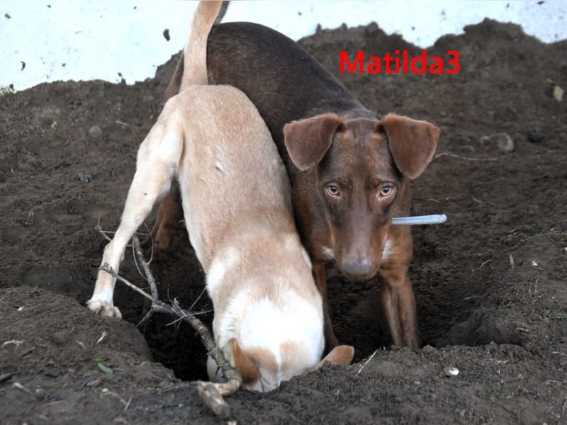 Matilda3 geb. 08/2024 (ESP) - liebenswerte, fröhliche und freundliche Podenca!
