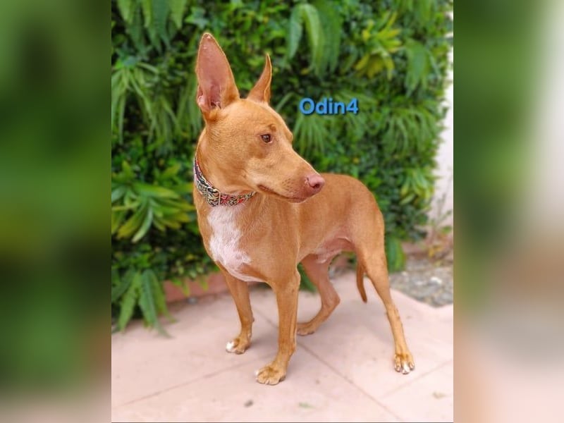 Odin4 geb. 01/2024 (ESP) - liebenswerter, edler und sanfter Podenco!