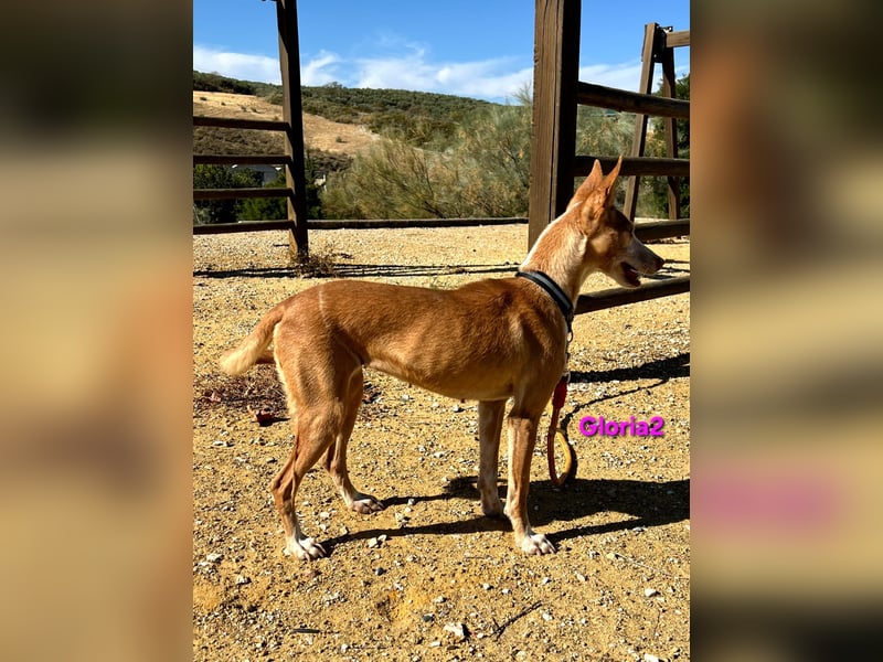 Gloria2 geb. 05/2023 (ESP) - liebe und intelligente Podenca wünscht sich ein liebevolles Zuhause!