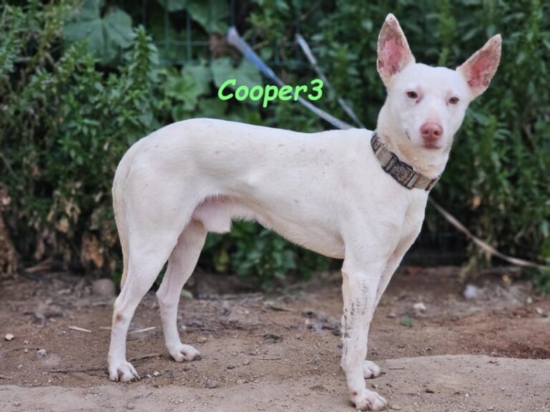 Cooper3 geb. 03/2022 (ESP) - lieber, aktiver und anhänglicher Podenco-Bub sucht ein Zuhause!